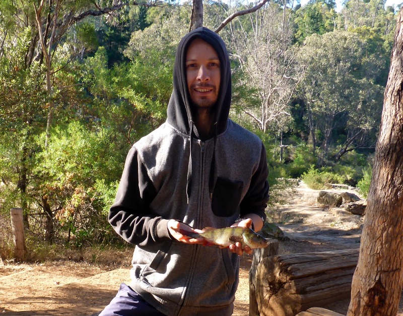 murray river redfin perch