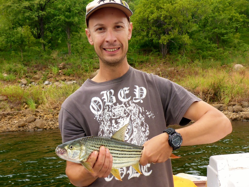 tigerfish mozambique