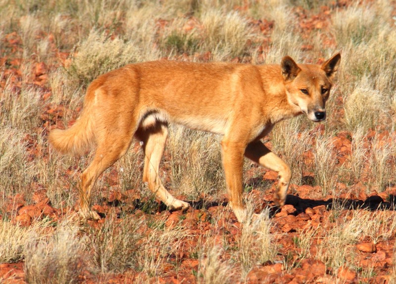 david carnegie road dingo
