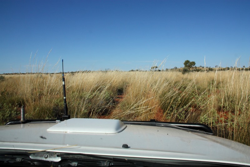 david carnegie road spinifex