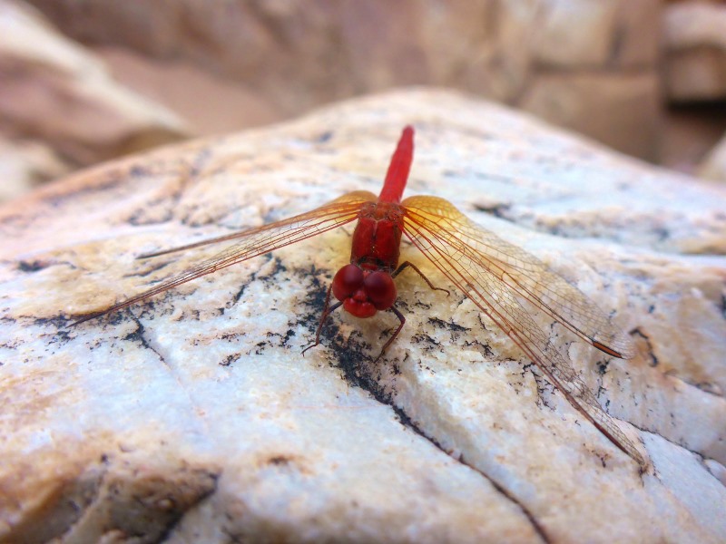 dragonfly on the rock