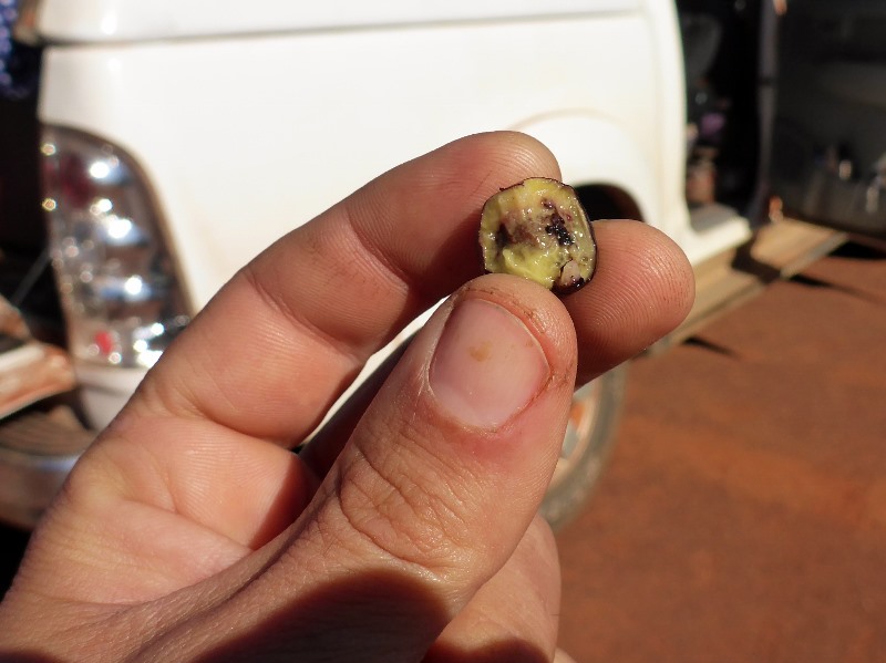 sandalwood bush plum