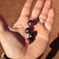 sandlewood bush plums found around uluru