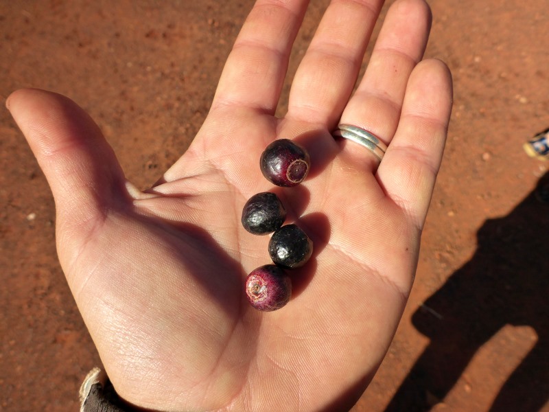 sandalwood bush plums found around uluru
