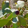 uluru bush plum