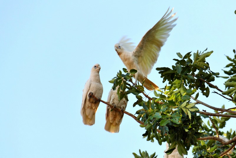 corellas at warmun