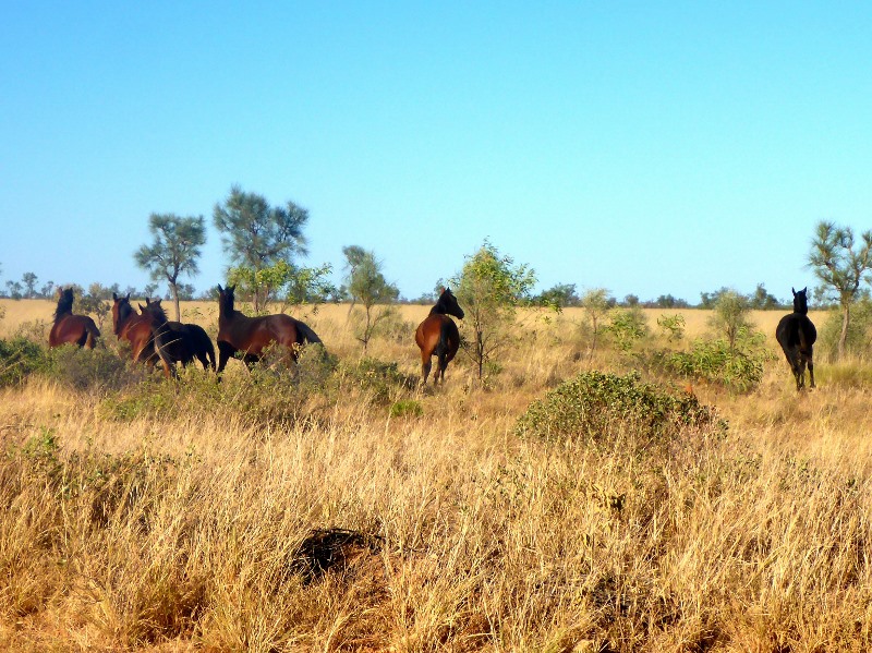 tanami horses
