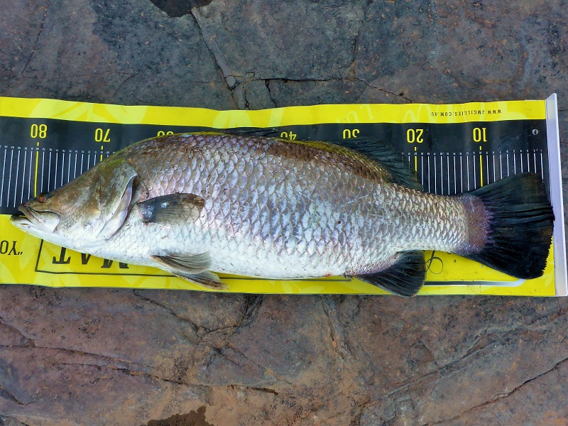 83cm barramundi ord river