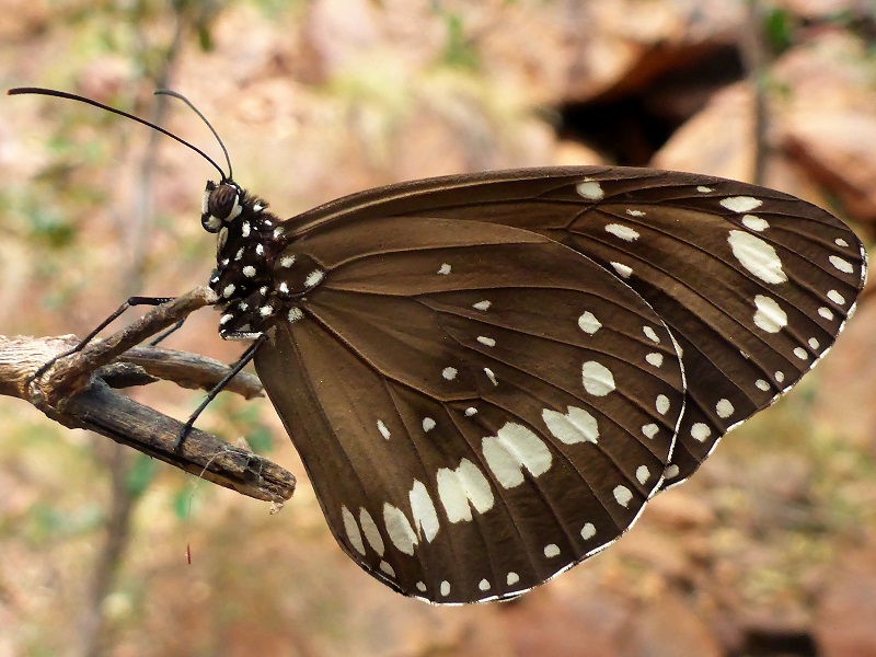 black rock falls butterfly