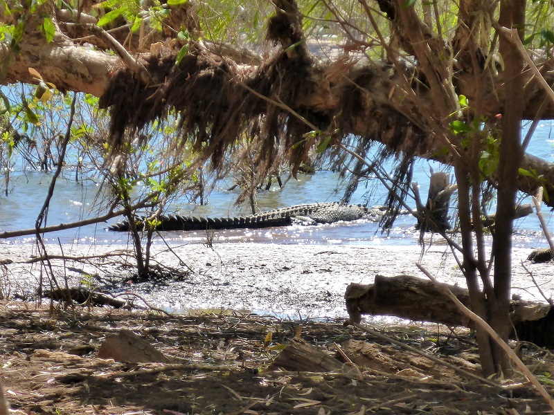 crocodile ord river parry creek road