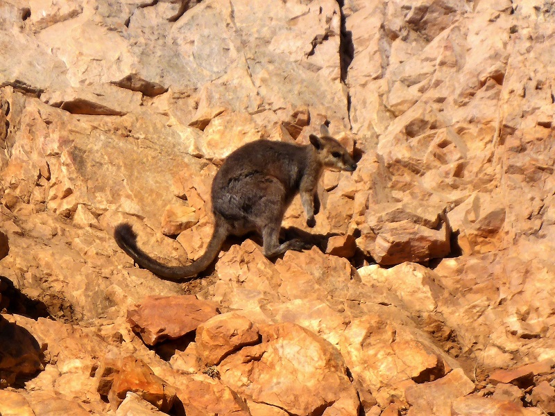 lake argyle rock wallaby