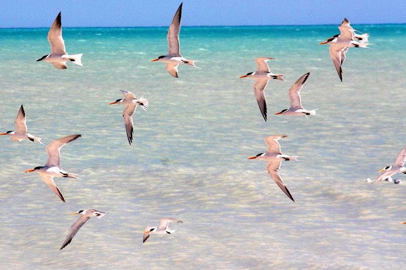 80 mile beach birds close