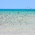 80 mile beach birds