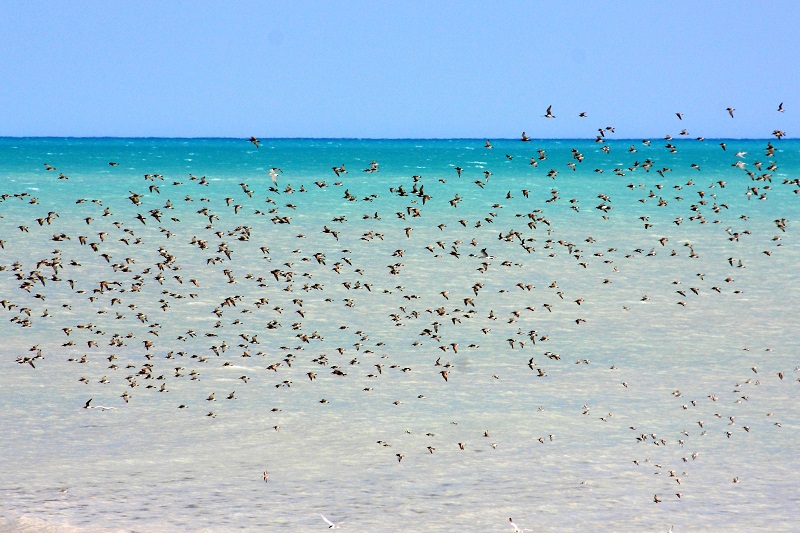80 mile beach birds