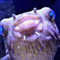 aqua broome pufferfish
