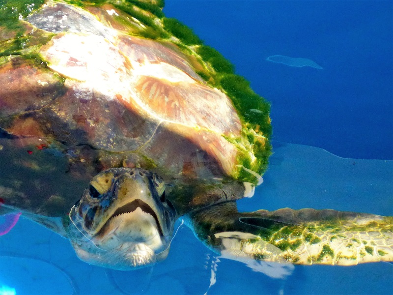 aqua broome turtle