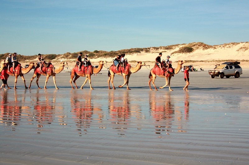 broome cable beach camels