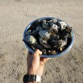 cape keraudren oysters