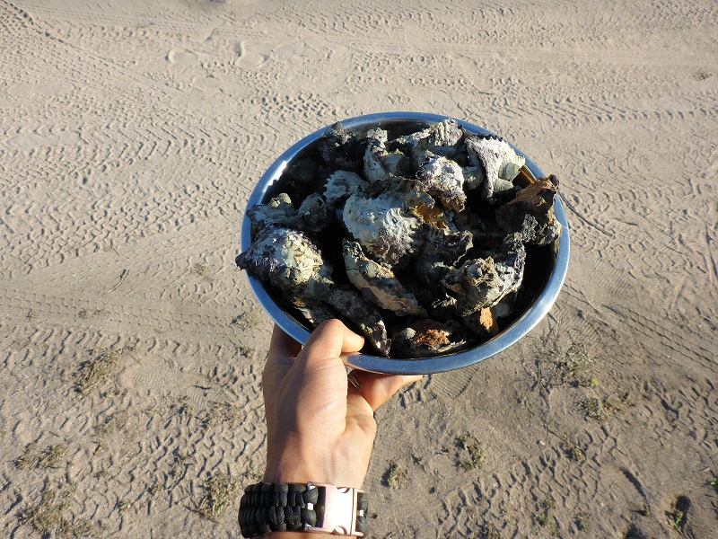 cape keraudren oysters