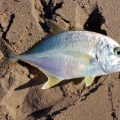 fishing at quondong beach