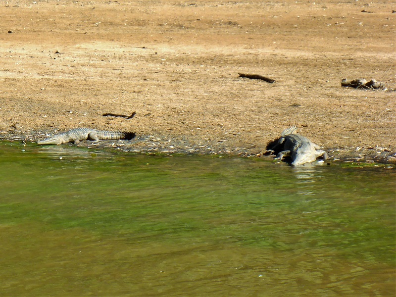 fresh water crocodiles windjana gorge