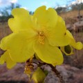 gibb river native kapok flower