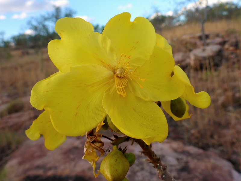 gibb river native kapok flower