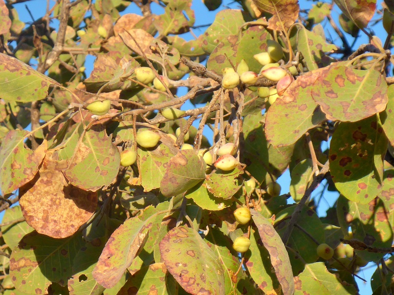 gibb river terminalia ferdinandiana gubinge