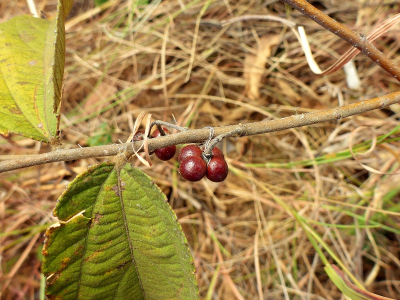 Grewia retusifolia dogs nut Dysentery Bush tucker