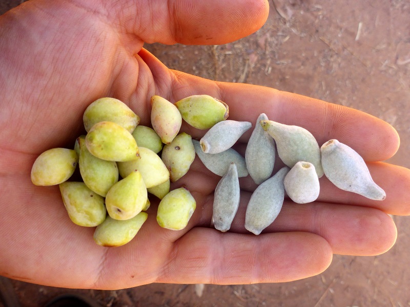 gubinge fruit terminalia ferdinandiana and carpentariae