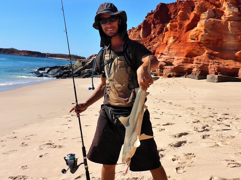 kooljaman black tip reef shark