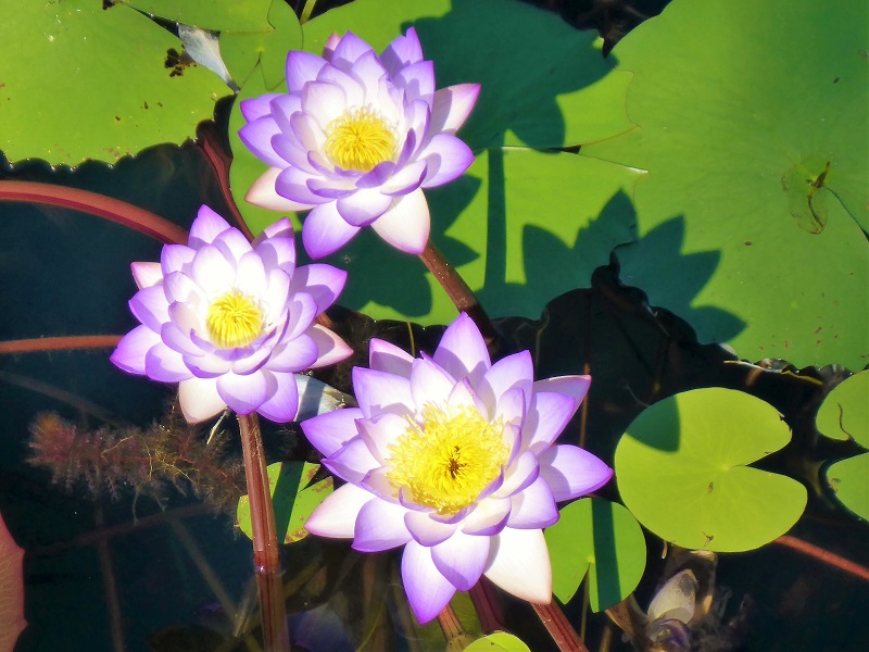 lilly flowers walk to mitchell falls