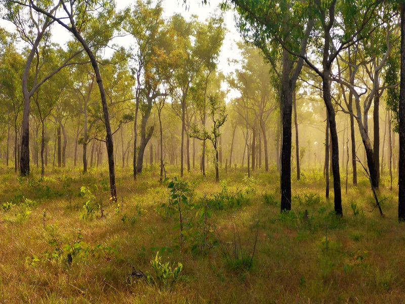 morning forest near king edward river camp