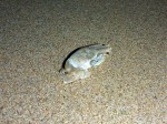 quondong beach sand crab