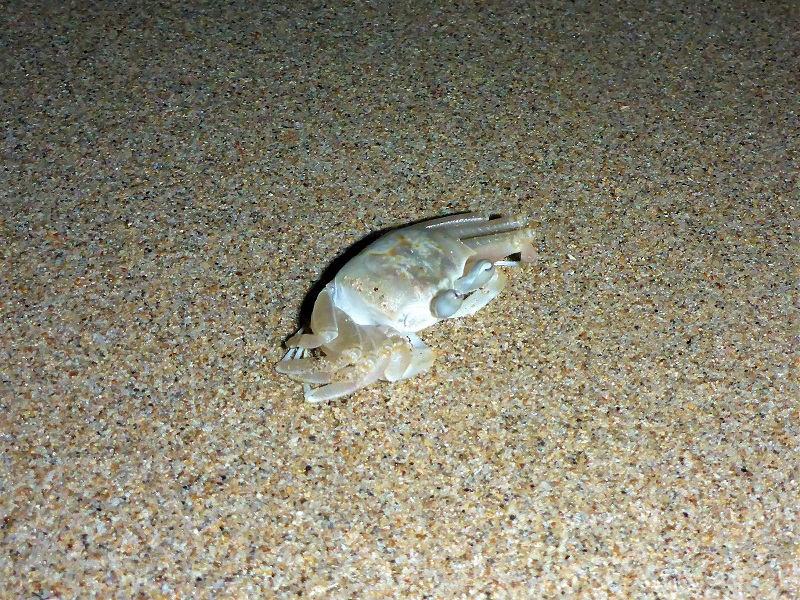 quondong beach sand crab