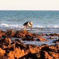 quondong point eagle