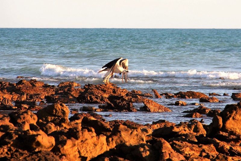 quondong point eagle