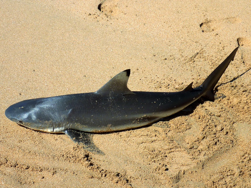 shark near middle lagoon