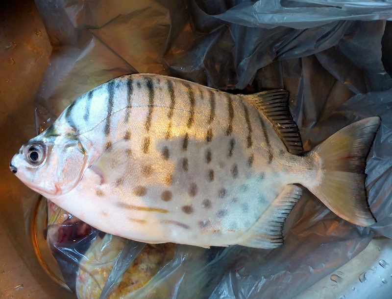 striped scat or butterfish