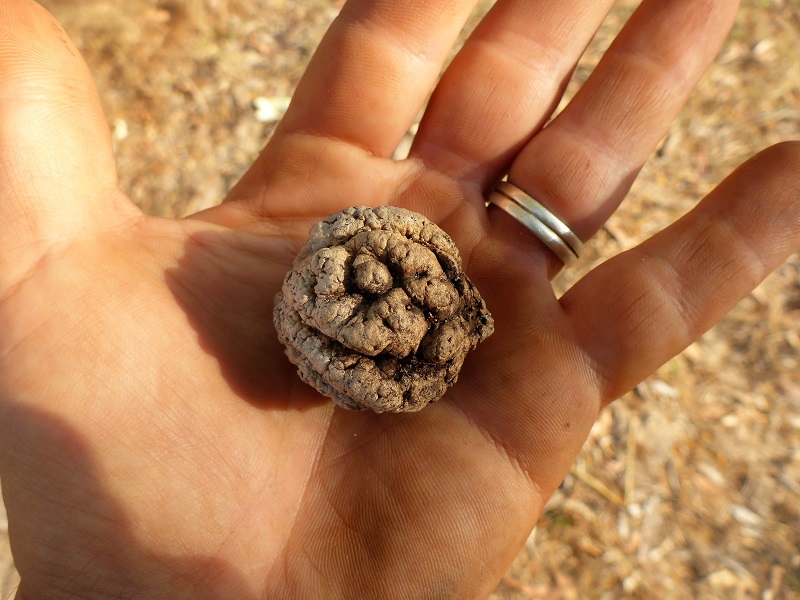 Terminalia cunninghamii – Pindan Walnut