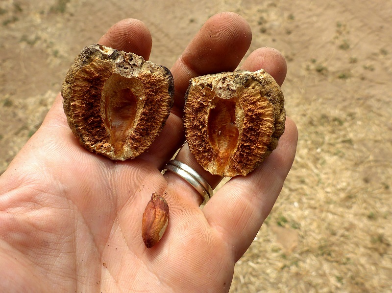 Terminalia cunninghamii open nut