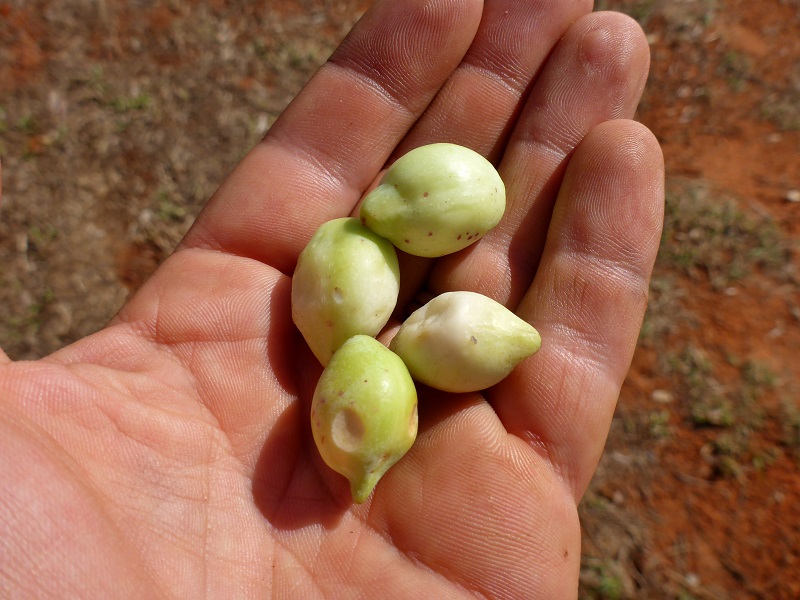 terminalia ferdinandiana gubinge fruit