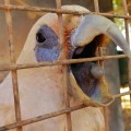 whim creek cockatoo