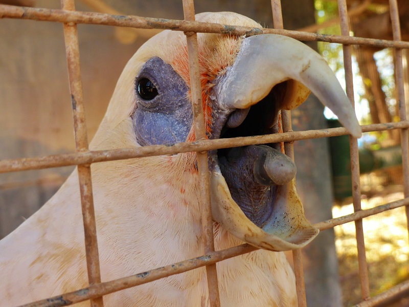 whim creek cockatoo