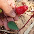 wild rosella (hibiscus)