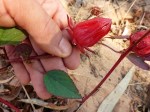 wild rosella (hibiscus)