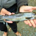 closeup trout tahune huon river