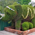 railton topiary hedges elephant