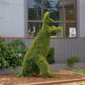 railton topiary hedges kangaroo