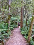 tarkine walk tasmania